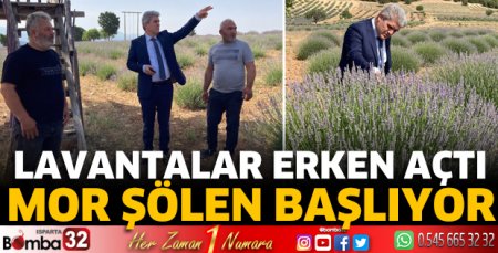 Lavantalar erken açtı mor şölen başlıyor