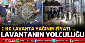 LAVANTANIN YOLCULUĞU