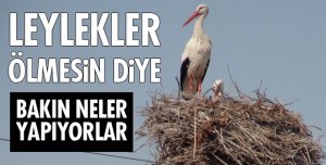 LEYLEK ÖLMESİN DİYE!