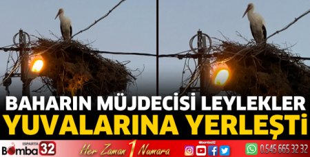 Leylekler yuvalarına yerleşti