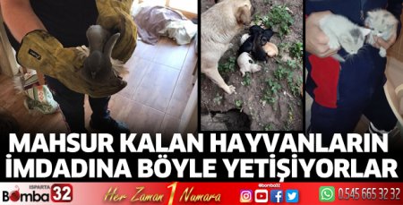 Mahsur kalan hayvanların imdadına böyle yetişiyorlar