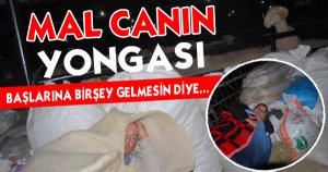 Mal Canın Yongası, Çobanlar Kurbanlıkların Başında Yatıyor