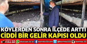 Mantar üretimi gün geçtikçe artıyor