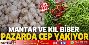 Mantar ve kıl biber cep yakıyor