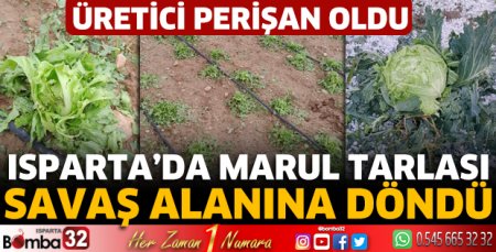 Marul tarlası savaş alanına döndü