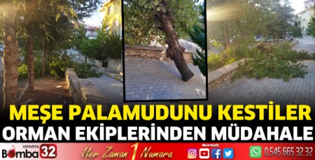 Meşe palamudunu kestiler