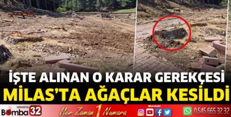 Milas'ta ağaçlar kesildi