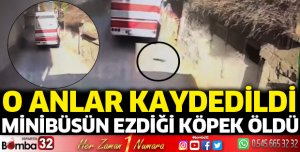 Minibüsün ezdiği köpek öldü