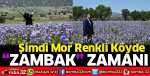 Mor renkli köyde zambak zamanı