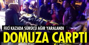 MOTOSİKLET DOMUZA ÇARPTI