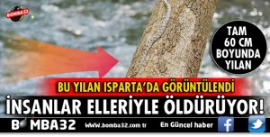 NESLİ TEHLİKE ALTINDAKİ KEDİGÖZLÜ YILAN GÖRÜNTÜLENDİ