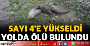Nesli tehlikedeki su samuru ölü bulundu