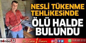 Nesli tükenme tehlikesindeki oluklu kertenkele ölü bulundu