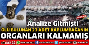 ÖLÜ BULUNAN KAPLUMBAĞALARIN ANALİZLERİ YAPILAMADI