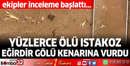 Ölü ıstakozlar Eğirdir Gölü kenarına vurdu