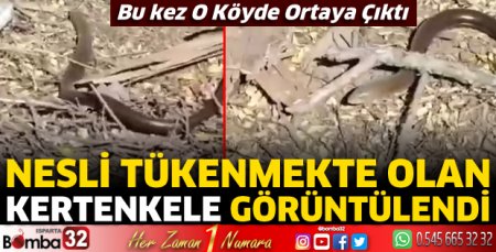 Oluklu kertenkelesi bu kez Kılıç Köyü'nde görüldü 