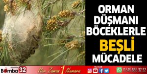 Orman düşmanı böceklerle beşli mücadele
