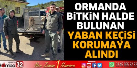 Ormanda bitkin halde bulunan yaban keçisi korumaya alındı