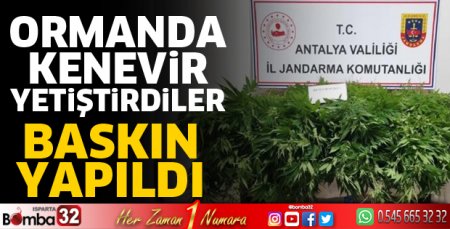 Ormanda kenevir yetiştirdiler