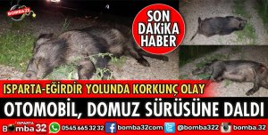 OTOMOBİL DOMUZ SÜRÜSÜNÜN ARASINA DALDI