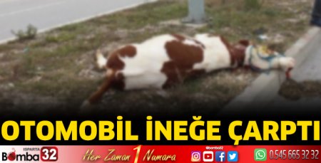 Otomobil ineğe çarptı 