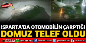 OTOMOBİLİN ÇARPTIĞI DOMUZ TELEF OLDU