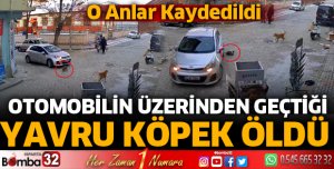 Otomobilin üzerinden geçtiği yavru köpek öldü