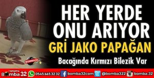 PAPAĞANINI HER YER ARIYOR