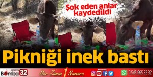 PİKNİĞİ İNEK BASTI