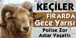 POLİS BU KEZ KEÇİLERİN PEŞİNDEYDİ