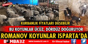 ROMANOV KOYUNLAR ISPARTA'DA
