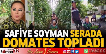 Safiye Soyman bu sefer serada domates topladı