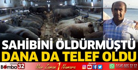 Sahibini öldüren dana da telef oldu
