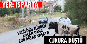SAHİBİNİN ELİNDEN KAÇTI!