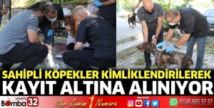 Sahipli köpekler kimliklendirilerek kayıt altına alınıyor