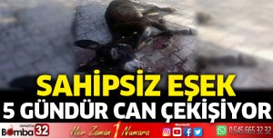 Sahipsiz eşek, 5 gündür can çekişiyor