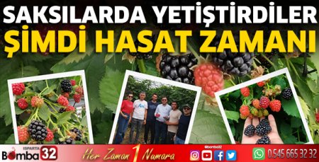 Saksılarda yetiştirdiler