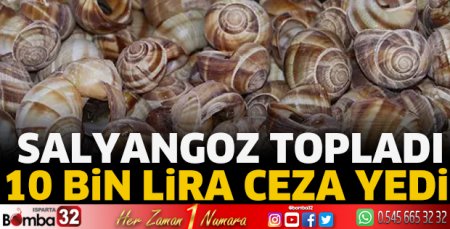 Salyangoz topladı 10 Bin lira ceza yedi 