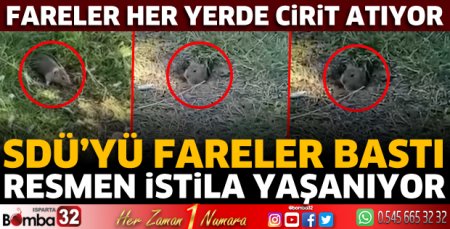 SDÜ'yü fareler bastı