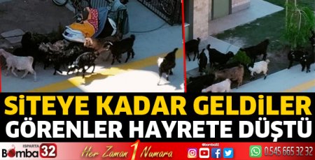 Siteye kadar geldiler