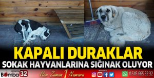 Sokak Hayvanları Duraklara Sığınıyor