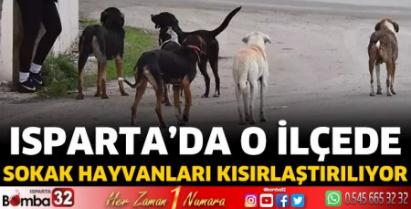 Sokak hayvanlarını kısırlaştırmak için çalışmalara başlanıldı