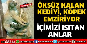 SOKAK KÖPEĞİ KEDİYE ANNELİK EDİYOR