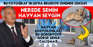 SOKAK KÖPEKLERİ CİRİT ATIYOR