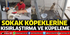 Sokak köpeklerine kısırlaştırma ve küpeleme işlemi