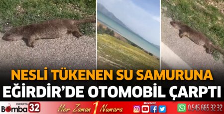 Su samuru ölü bulundu