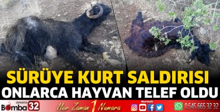 Sürüye kurt saldırısı