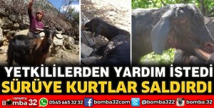 SÜRÜYE KURTLAR SALDIRDI