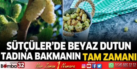 Sütçüler'de Beyaz Dutun tadına bakmanın tam zamanı