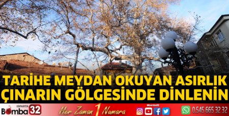 Tarihe meydan okuyan asırlık çınar